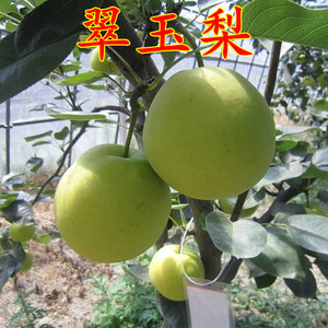 早熟梨新品种翠玉梨 518梨树苗 嫁接梨苗 翡翠梨树苗当年结果包邮