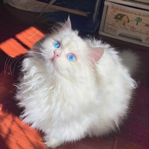 拿破仑矮脚猫曼基康米努特宠物猫纯白银渐层起司短腿幼猫猫咪活物
