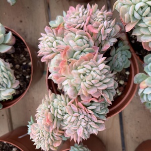 【双子贝瑞缀化】双子贝瑞缀化品牌,价格 - 阿里巴巴