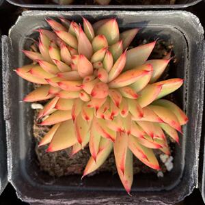 一物一拍 艾克魂缀化波西米亚人缀化 大乌木缀化口红缀化魅灵多肉