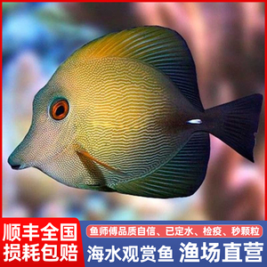 三角吊 海水观赏鱼活体珊瑚缸除藻食藻快递发货定水包活蓝吊类
