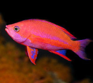蓝道尔宝石   海金鱼 海水观赏鱼 颜色鲜艳 紫罗兰 顺丰生鲜运输