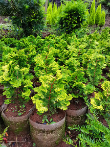 【天天园艺苑】金边云片柏 金孔雀柏盆景柏树盆栽四季常绿 柏树苗