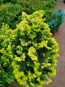 云片柏 津山桧 金羽石化桧 黄金桧柏 柏树盆景 庭院四季绿植盆栽