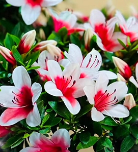 【日之丸杜鹃】日之丸杜鹃品牌,价格 - 阿里巴巴