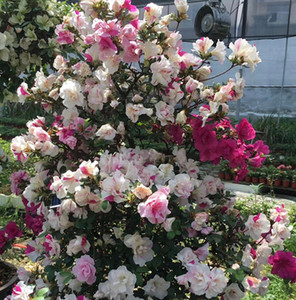 杜鹃花盆景紫光之舞 鹃之舞立山之舞 紫龙之舞 紫鹃 庭院花卉包邮