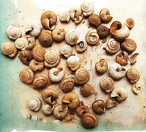 中药材蜗牛壳天螺蛳瓜牛正品旱蜗牛干货包邮500克