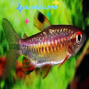 红眼绿平克灯鱼5-6cm