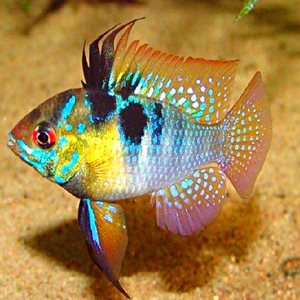 南美活体观赏鱼德系荷兰凤凰5-6cm配水草混养鱼