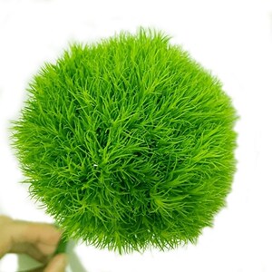 绿毛球 绿石竹 云南直发鲜花百搭花束绿植水培花卉室内水养花