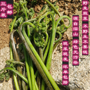 现摘现发 东北野生新鲜蕨菜龙头菜如意菜拳菜小孩拳野菜3斤装包邮