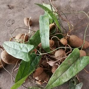 药材种子种苗 地苦胆苗金果榄苗 九莲子 青牛胆苗