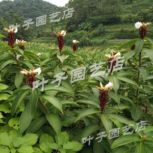 闭鞘姜根块茎种苗 雷公笋特色野菜种植 庭院园林绿化 满38元包邮