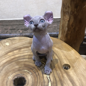 纯种加拿大斯芬克斯无毛猫活体宠物幼崽纯蓝卷耳精灵妹妹母定金