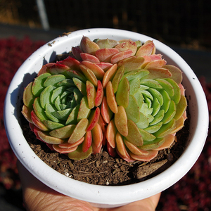 多肉植物大盆朱砂痣精品新款室内桌面防辐射绿植盆栽阳台景观盆栽