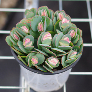 重扇锦【彩色贝壳锦】稀有小贵货药锦多肉植物室内阳台花卉防辐射