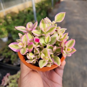 云南多肉植物优质心叶冰花花蔓草锦牡丹吊兰锦稀有品种带盆栽好