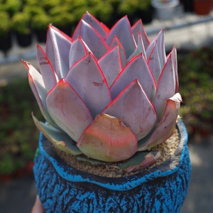 红边多肉植物冰与火仙气室内阳台花卉办公桌防辐射绿植盆栽含盆土