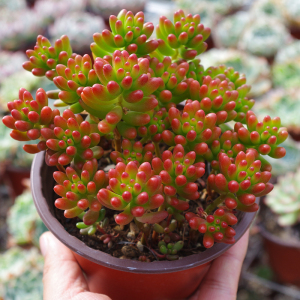 吉林贸易188淘宝虹之玉锦虹之玉多肉花卉多头群生植物盆栽阳台室内