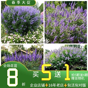 【斯基园艺】穗花牡荆 花苗当年能开花大型蓝色花序花园木本植物