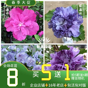 【斯基园艺】日本重瓣木槿-紫玉蓝雪纺树莓蓝莓冰沙花苗当年开花