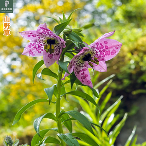 开瓣豹子花 百合科植物 山野草盆栽 人工繁殖野生花卉1盆