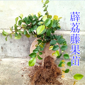 薜荔果苗藤苗凉粉果木馒头木莲藤扦插新鲜苗薜荔苗庭院墙匍匐生长