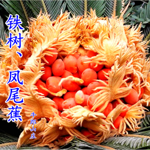 铁树果实铁树花凤尾蕉花新鲜凤尾松金果籽铁蕉果叶子晒干雄雌花朵