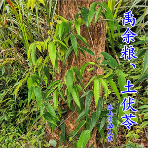 毛藤根