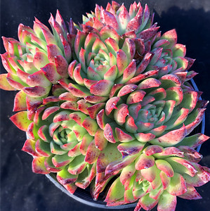 红玉东云大群生一物一拍多肉植物东云系血斑控养老桩室内阳台绿植