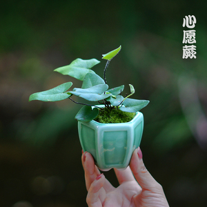 心愿蕨狼尾蕨铁线蕨办公室书房办公桌茶桌面小盆栽观叶净化空气绿