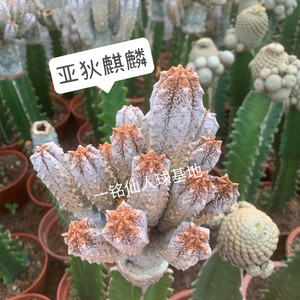 亚迪麒麟euphorbia abdelkuri 亚狄麒麟 水泥柱 大戟科多肉植物