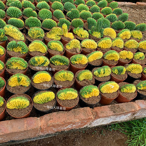 一铭仙人球基地 多闻柱缀化锦 阴阳锦 多肉植物 净化空气吸甲醛
