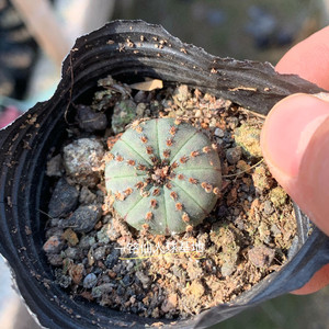 艳肌士童 士童属 实生仙人球 稀有易开花小型品种 四季好养多肉