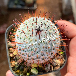 弯刺佩雷仙人球曲刺佩蕾乳突球属白色刺可爱型多肉植物阳台好养
