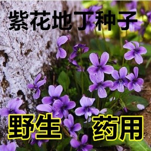 紫花地丁种子多年堇菜野生紫草地丁盆栽药用四季低矮绿化草籽耐寒