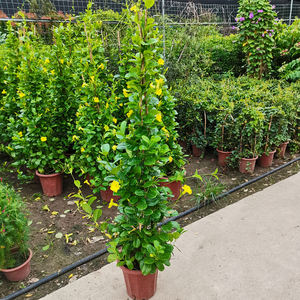 800人付款淘宝万里飘香藤大苗盆栽带花苞双喜藤花卉四季开花大叶植物