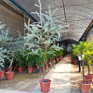 银叶金合欢树苗棒棒糖造型鲜花大型客厅绿植庭院四季常青植物盆景
