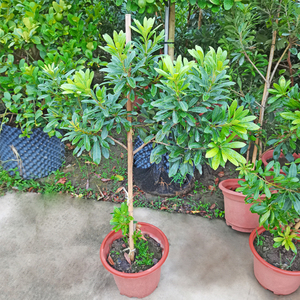 杨梅树大树苗盆栽植物室内大型客厅绿植阳台庭院果树盆景四季常青