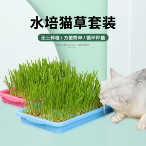 猫草猫薄荷草盆栽种籽已种好种子猫草盆水培去毛球化毛草猫咪零食