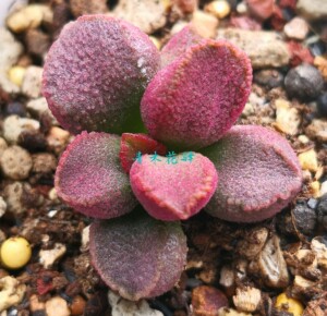 青木花驿 多肉植物 天锦章水泡 园艺水泡赛猪肝叶片叶插
