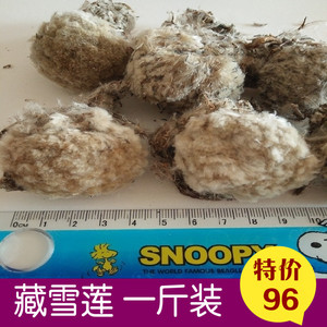 正品高原野生青海雪莲花藏雪莲清火堪比天山雪莲营养滋补500克