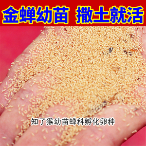 金蝉幼苗卵枝蝉蚁知了猴金蝉新鲜苗金蝉知了幼苗种子蝉卵金蝉养殖