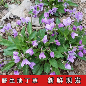 中药材新鲜紫花地丁草犁头草现挖新鲜地丁草整根带根500g包邮