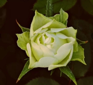 新品月季 绿茵 切花新品小苗盆栽地栽阳台花卉玫瑰月季 带土发货