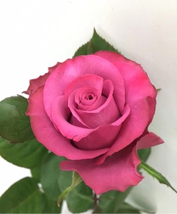 肯尼亚玫瑰花新品种大花玫瑰波斯王子直立大花包抗病阳台盆栽花卉