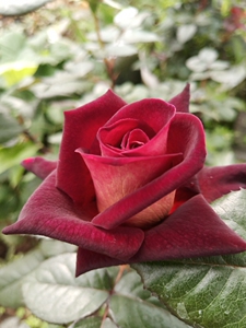 新品云南切花月季骇客玫瑰天鹅绒般质感暗红色小苗盆栽地栽庭院