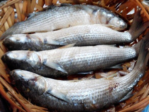 广东3件包顺丰 潮州打冷 潮汕特产鱼饭 即食海乌鱼 真空 中条1条