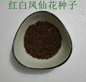 凤仙花种子指甲花重瓣复瓣红色白色阳台盆栽花卉粒粒精选包邮
