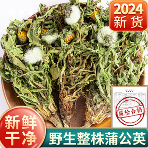 寻百草蒲公英中药材蒲公英茶野生新鲜蒲公英根夏枯草猫爪草郁金